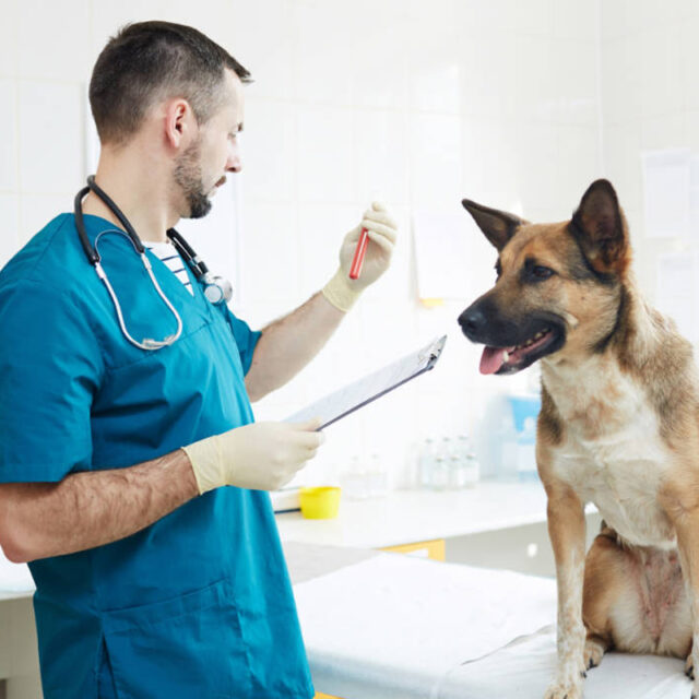 Auxiliar de Veterinária